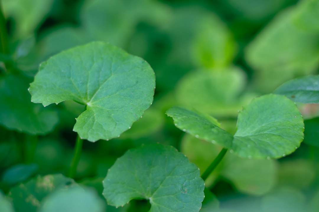 Round green leaves used as editorial art for a Centella evidence guide; not a tested product.